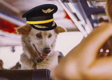 ¿Planeas viajar en avión con tu mascota? Esto es lo que debes saber según Profeco