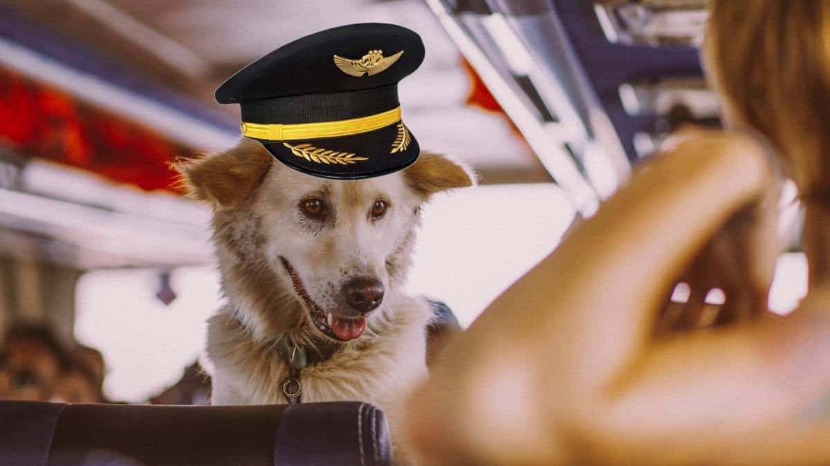 ¿Planeas viajar en avión con tu mascota? Esto es lo que debes saber según Profeco