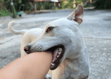 ¿Te mordió un perro? Así puedes evitar contraer una enfermedad