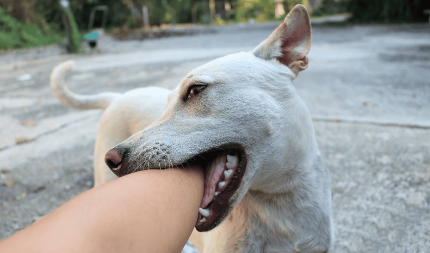 ¿Te mordió un perro? Así puedes evitar contraer una enfermedad