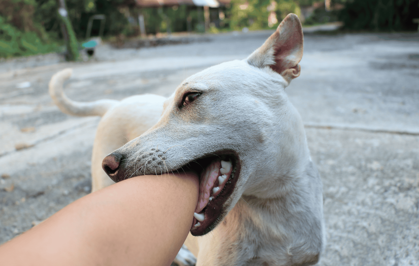 ¿Te mordió un perro? Así puedes evitar contraer una enfermedad