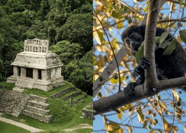 Estos son los 3 mejores destinos turísticos en México para ver monos | IA