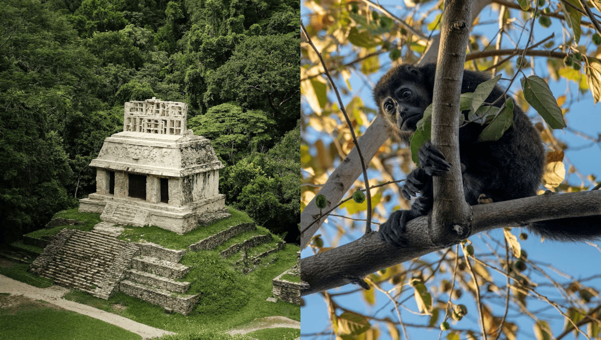 Estos son los 3 mejores destinos turísticos en México para ver monos | IA