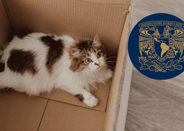 ¿Por qué los gatos aman las cajas? Esto es lo que dice la UNAM