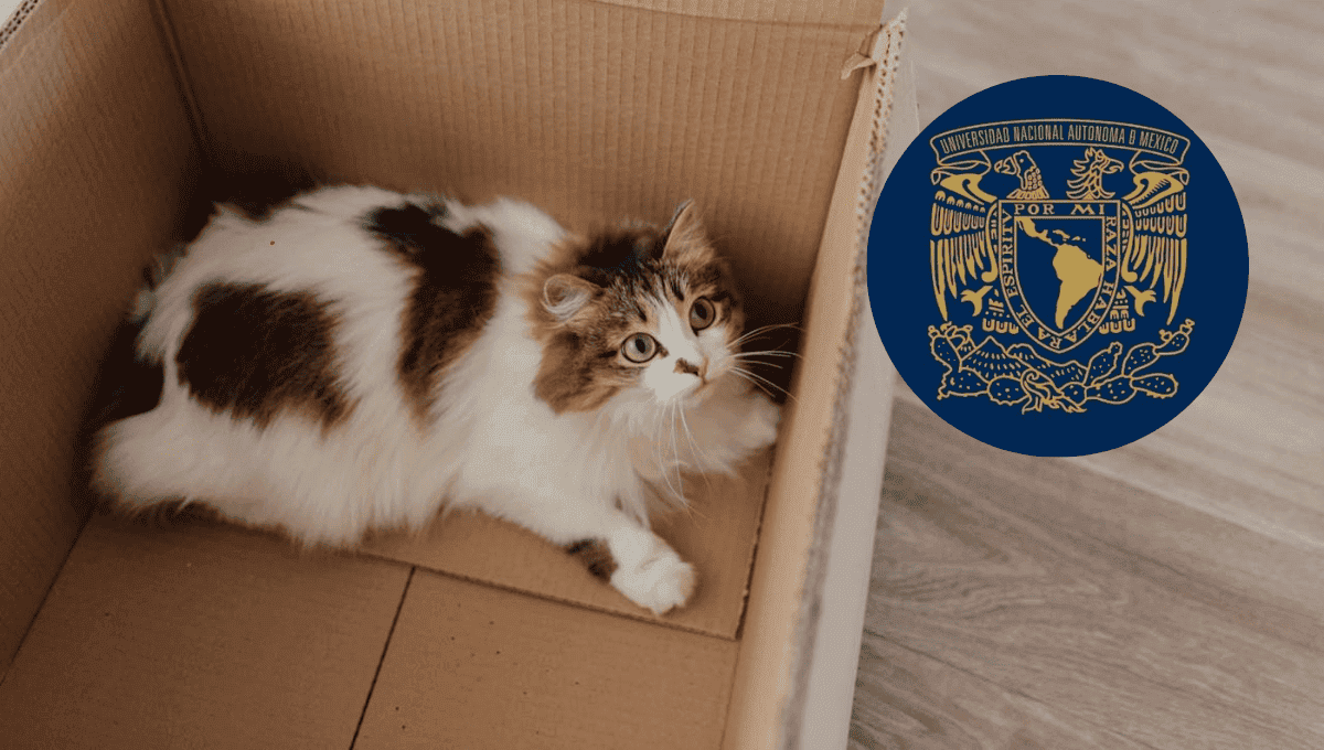 ¿Por qué los gatos aman las cajas? Esto es lo que dice la UNAM