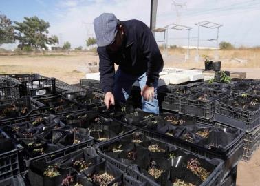 Reforestarán el desierto, tras saqueo de cactus en Sonora 