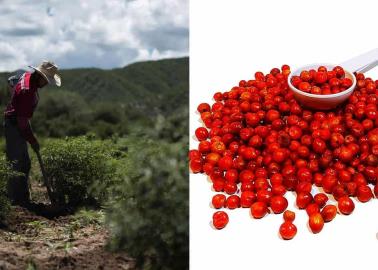 ¿Por qué el chiltepín es considerado el "oro rojo de Sonora?