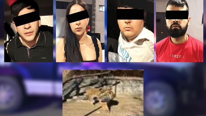 Decomisan un tigre y caballos durante cateo a rancho de Nogales Decomisan un tigre y caballos durante cateo a rancho de Nogales