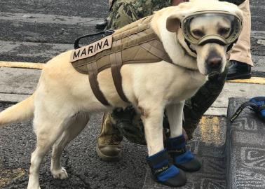 Día Mundial del Perro de Trabajo: ¿Por qué se celebra y cómo contribuir en esta fecha?