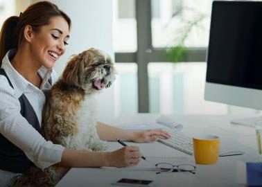 Oficinas pet-friendly: ¿Cómo llevar a tu perro al trabajo?