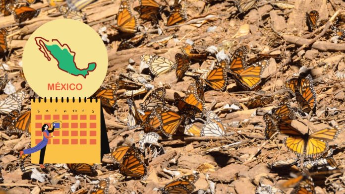¿Cuándo es la mejor temporada para ver a la mariposa monarca en México? ¿Cuándo es la mejor temporada para ver a la mariposa monarca en México?