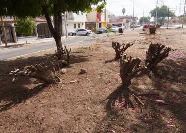 Poda de bugambilia en Casa Blanca causa conflicto vecinal