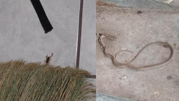 Animales invaden viviendas de Casa Blanca en Cajeme Animales invaden viviendas de Casa Blanca en Cajeme