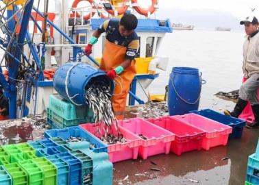 Son 12 mil pescadores los que reciben el apoyo de Bienpesca en Sonora