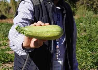 Del campo a la mesa de los cajemenses; piden aprovechar el alimento fresco