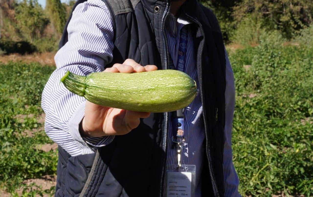 Del campo a la mesa de los cajemenses; piden aprovechar el alimento fresco