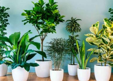 3 plantas que sirven para alejar las malas vibras, según la inteligencia artificial