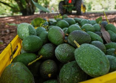 Productores de aguacate buscan nuevos mercados ante entrada de aranceles