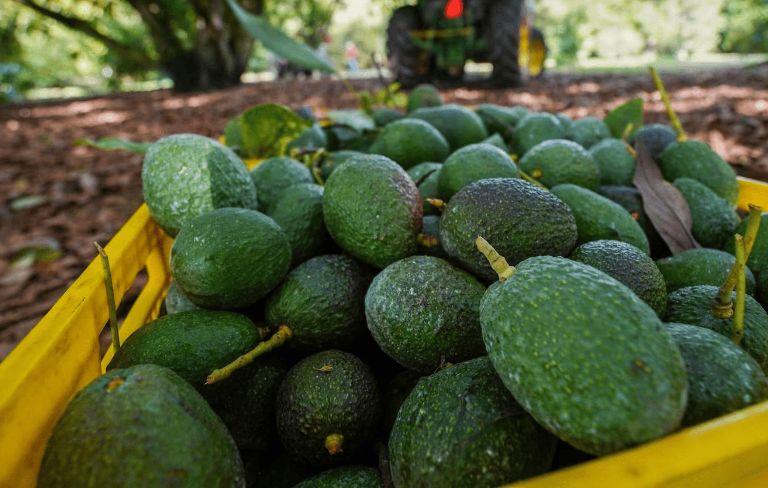 Productores de aguacate buscan nuevos mercados ante entrada de aranceles