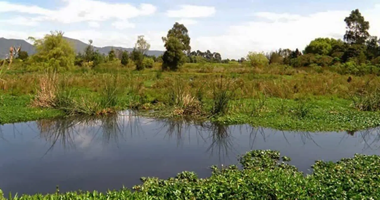 Desde 1997, cada 2 de febrero se conmemora "El Día Mundial de los Humedales", en referencia a la adopción de la convención Ramsar, que se refiere a un acuerdo internacional firmado en la localidad iraní de Ramsar en 1971 que promueve la conservación y el uso racional de los humedales.