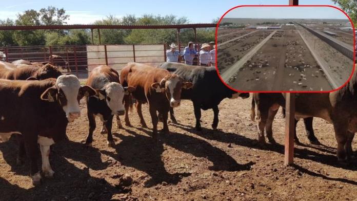 Diario del Yaqui - Gobierno de Estados Unidos firma memorandos para abrir frontera de ganado