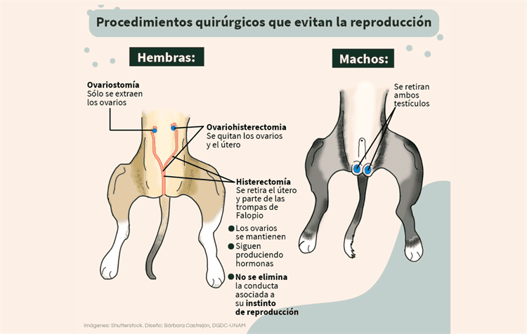 imagen-cuerpo