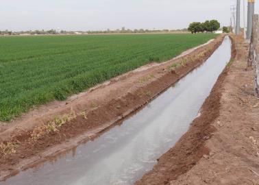 Bajas temperaturas registradas en el Valle del Yaqui favorecen al trigo