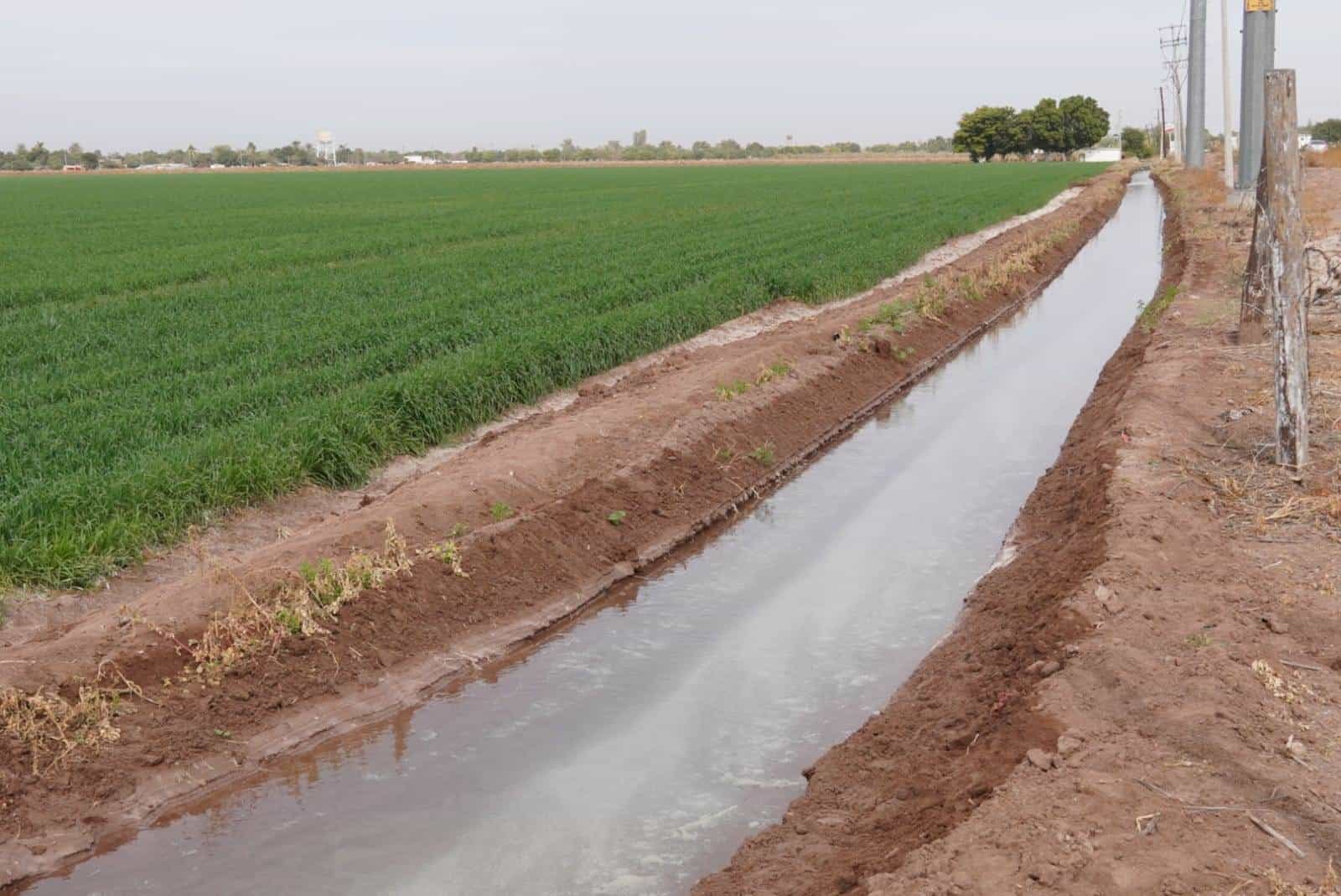 Bajas temperaturas registradas en el Valle del Yaqui favorecen al trigo