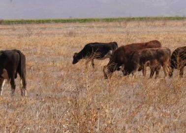 Ganado vago del Valle del Yaqui pastorea en terrenos agrícolas, ante falta de alimentos