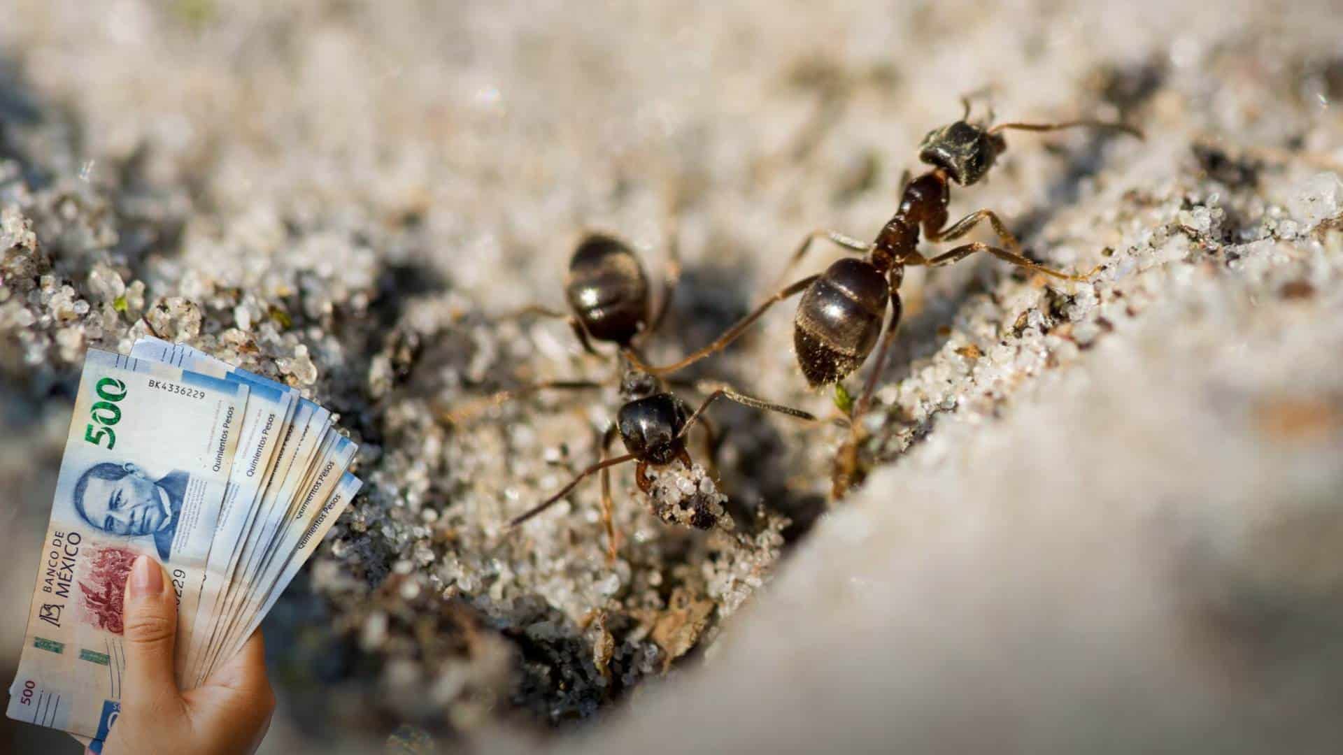 ¡Adiós a los gastos hormiga! Crea un presupuesto mensual y ahorra