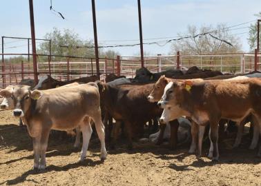 Abren frontera para exportación de ganado a Estados Unidos