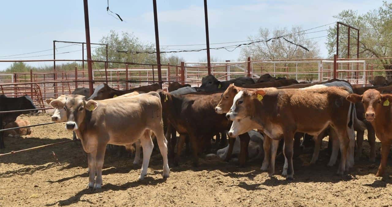 Abren frontera para exportación de ganado a Estados Unidos