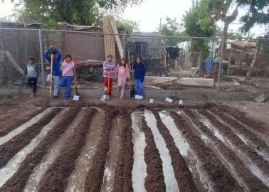 En Cócorit cosechan sus propios alimentos