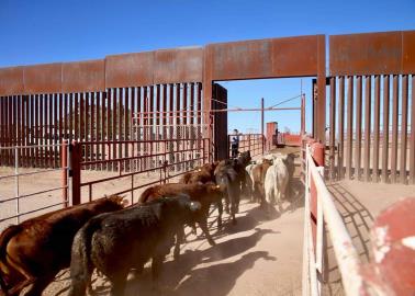 En Sonora, 10 mil cabezas de ganado están listas para su exportación a EU