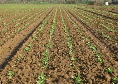 ¡Atención productores del Valle del Yaqui! Esta es la fecha límite para permisos de siembra