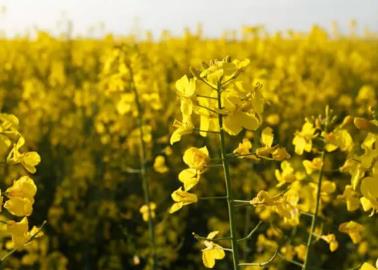 Valle del Yaqui ante la sequía: Apuestan por cártamo, canola, garbanzo y frijol