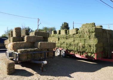 Ganaderos del Valle del Yaqui se encuentran en crisis