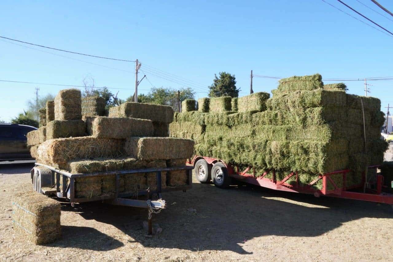 Ganaderos del Valle del Yaqui se encuentran en crisis