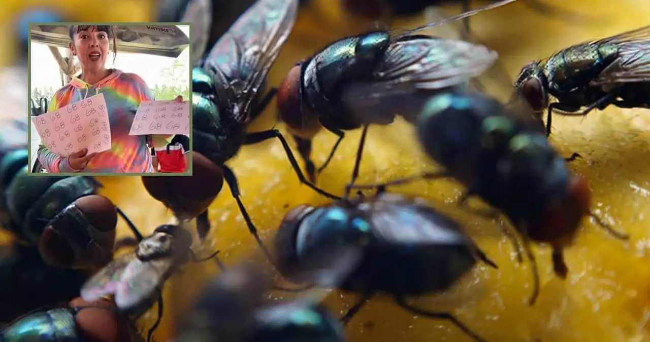 VIDEO | Truco viral en TikTok: Cómo ahuyentar las moscas escribiendo el número 68 ¿Funciona o no?