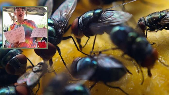 VIDEO | Truco viral en TikTok: Cómo ahuyentar las moscas escribiendo el número 68 ¿Funciona o no? VIDEO | Truco viral en TikTok: Cómo ahuyentar las moscas escribiendo el número 68 ¿Funciona o no?