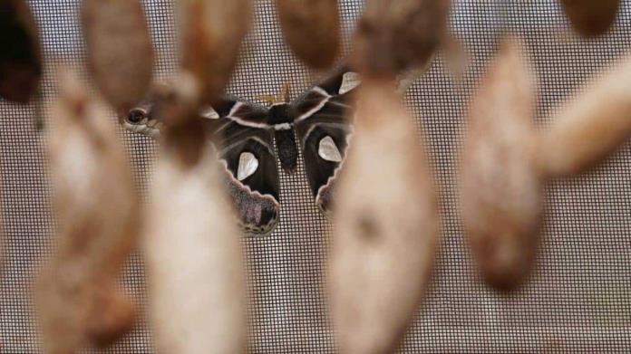 Mariposas Cuatro Espejos: macho y hembra se reprodujeron en el mes del amor Mariposas Cuatro Espejos: macho y hembra se reprodujeron en el mes del amor