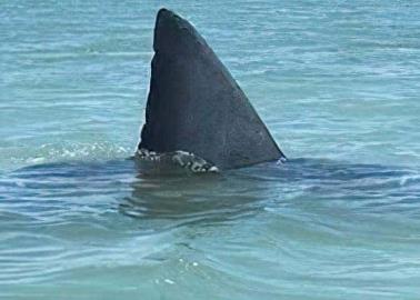 Gran tiburón blanco atemoriza a pescadores del Sur de Sonora