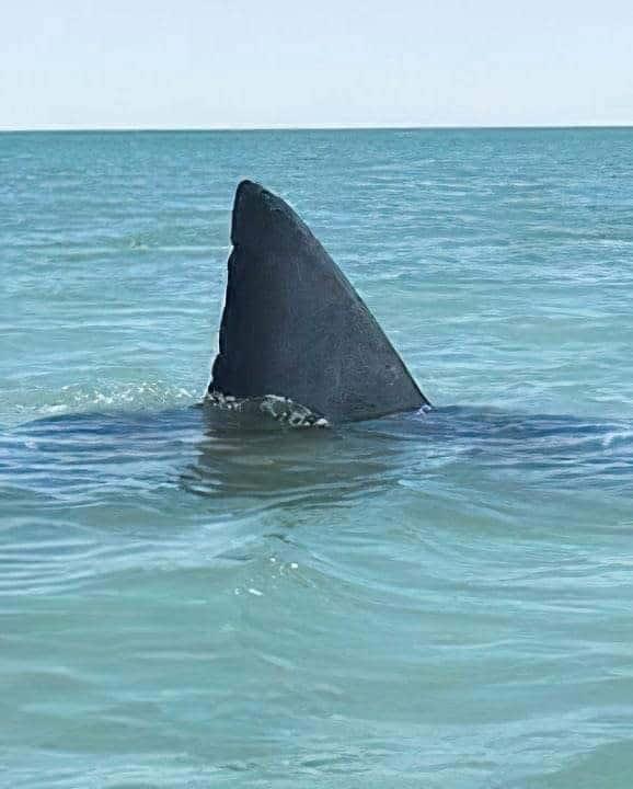 Gran tiburón blanco atemoriza a pescadores del Sur de Sonora Gran tiburón blanco atemoriza a pescadores del Sur de Sonora
