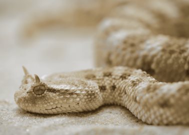 Científica mexicana desarrolla innovador antídoto contra veneno de serpiente