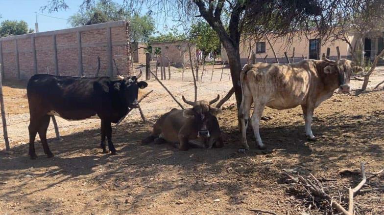 Preocupa a ganaderos del Sur de Sonora el abatimiento de mantos freáticos