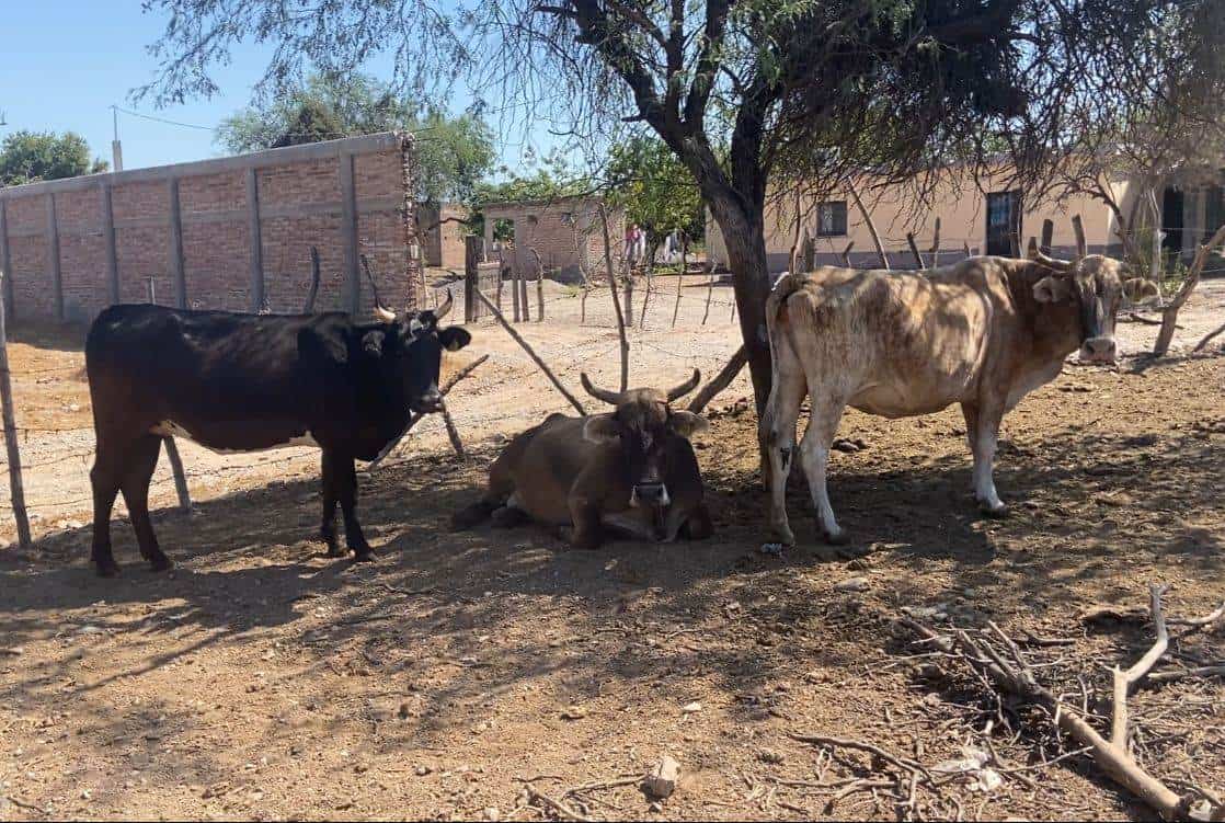 Preocupa a ganaderos del Sur de Sonora el abatimiento de mantos freáticos