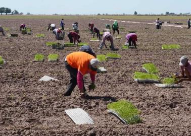 Productores del VY urgen apoyos para jornaleros