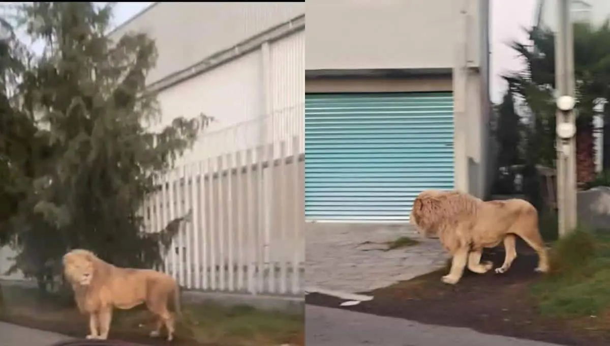León suelto en las calles de Edomex; provoca terror entre los vecinos de la zona. Foto: Original