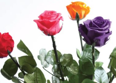 Regalos para el 14 de Febrero: ¿Qué significa cada color de rosa y cuáles no debes regalar?