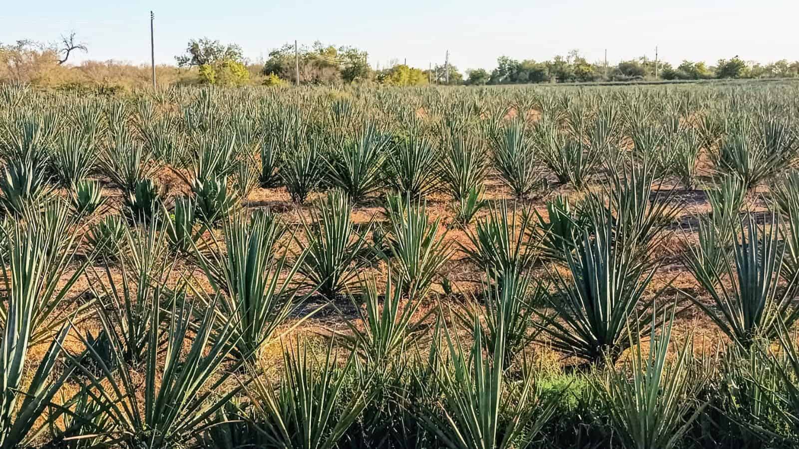 Bacanora, retoman tradición familiar